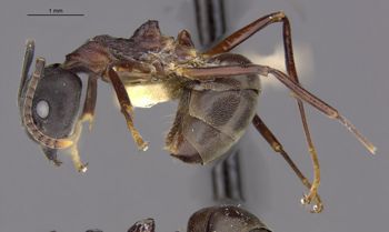 Media type: image;   Entomology 21215 Aspect: habitus lateral view